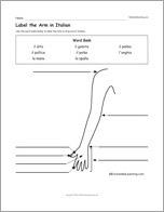 Label the Arm in Italian