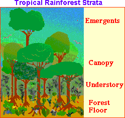 Tropical Rainforest Strata: Label Me!
