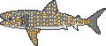 Whale shark