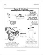 Monarch Butterfly Life Cycle Printout