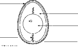 Label Chicken Egg (#1) Printout