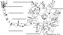 Label Neuron Anatomy Printout