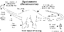 Apatosaurus Printout