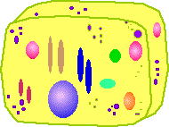 3-D Jello Animal Cell Model