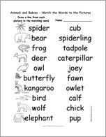 Animals and Babies - Match the Words to the Pictures