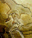 Archaeopteryx Fact Sheet