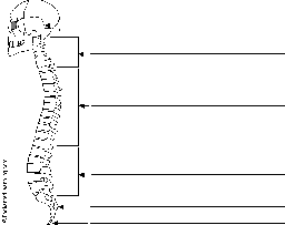 Label the Spine in French