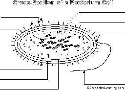 Label the Bacterium Cell