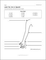 Label the Arm in Spanish