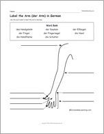 Label the Arm (der Arm) in German