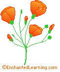 California Poppy