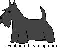 Scottish Terrier