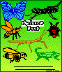 Insect Coloring Book