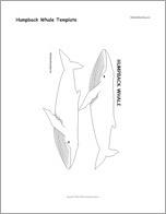 Humpback Whale Template