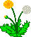 Dandelion