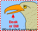 Beak