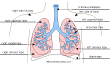 Label Lungs Diagram Printout