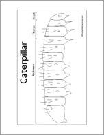 Caterpillar Anatomy Printout
