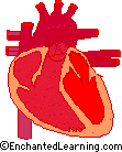 The Heart