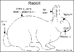 Rabbit (Labeled)