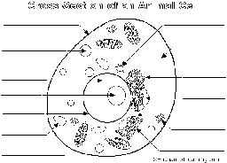 Label the Animal Cell