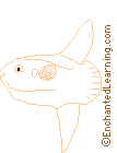 Sunfish