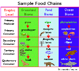 Food Chain