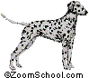 Dalmatian