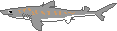 Dogfish Shark