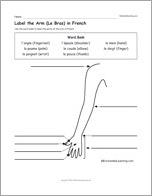 Label the Arm (Le Bras) in French