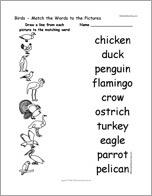 Birds - Match the Words to the Pictures