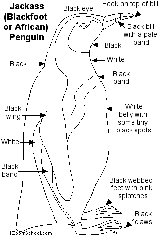 Search result: 'African Penguin Printout'