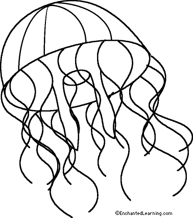 Search result: 'Jellyfish (Unlabeled)'