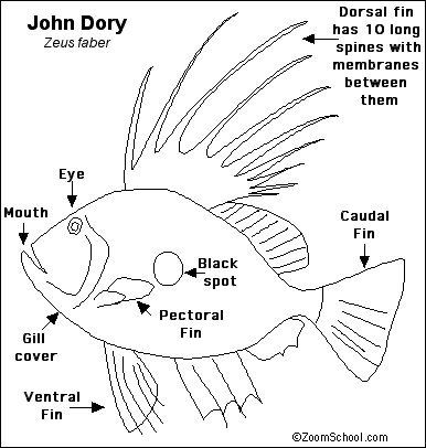 Search result: 'John Dory Printout'