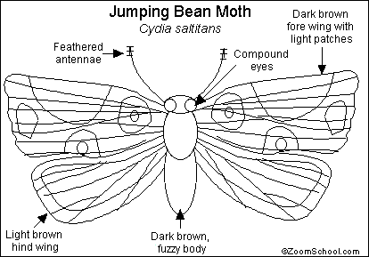 Search result: 'Jumping Bean Moth Printout'