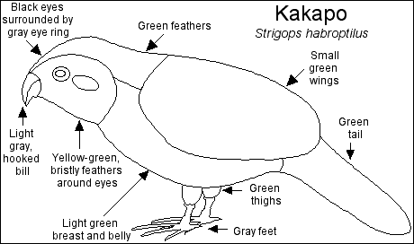 Search result: 'Kakapo Printout'