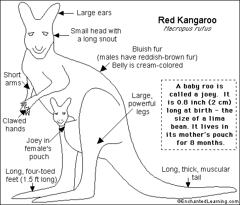 Search result: 'Red Kangaroo Printout'