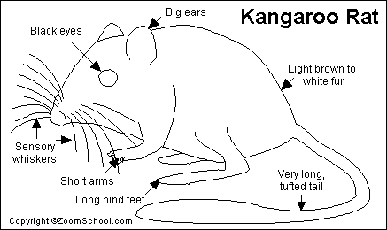 Search result: 'Kangaroo Rat Printout'