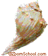knobbed whelk