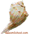 Knobbed Whelk