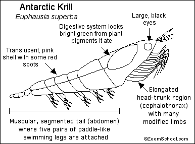 Search result: 'Krill Printout'