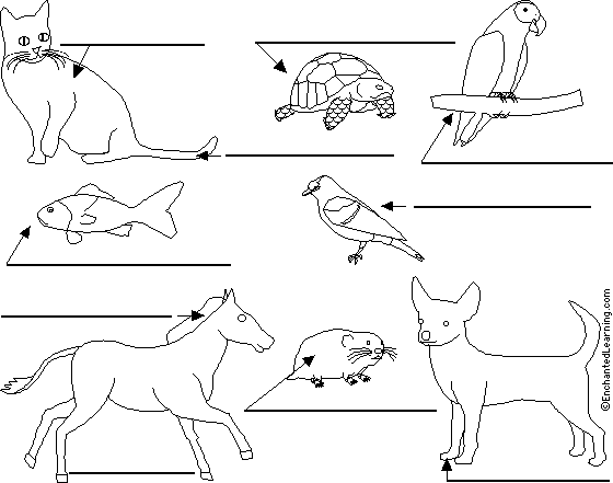 Label Pet Animals in English Printout - EnchantedLearning.com