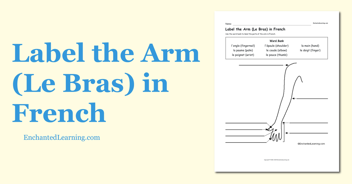 Label the Arm (Le Bras) in French Enchanted Learning