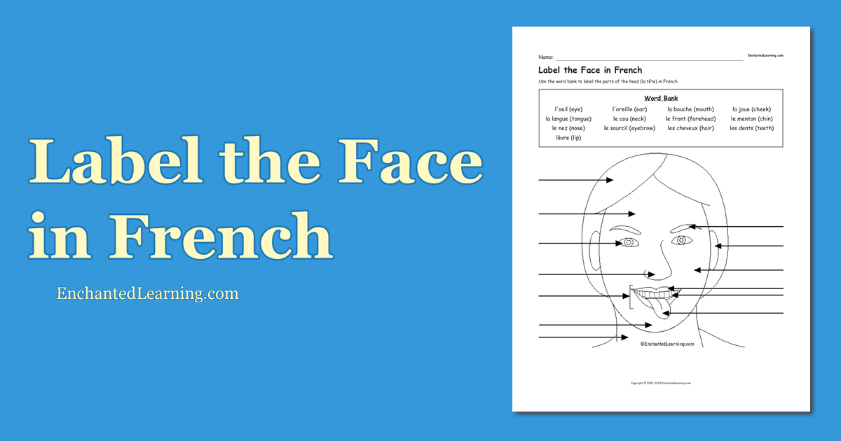 Label the Face in French Enchanted Learning
