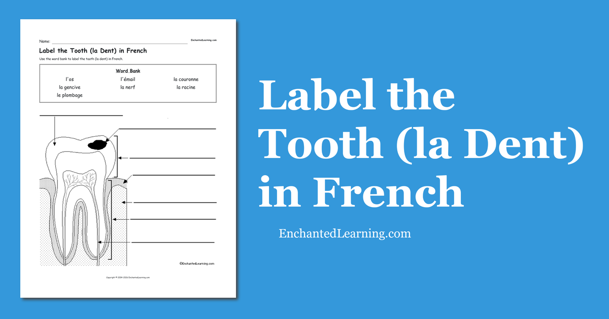 Label the Tooth (la Dent) in French Enchanted Learning