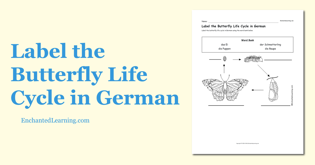 Label the Butterfly Life Cycle in German Enchanted Learning