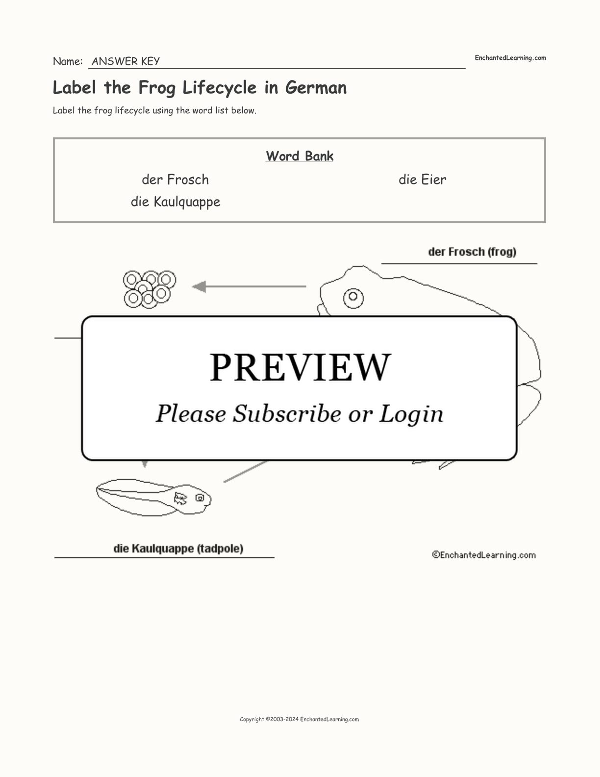 Label the Frog Lifecycle in German interactive worksheet page 2