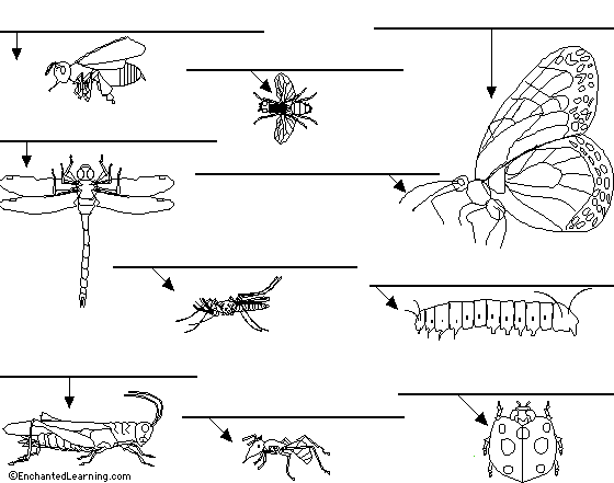 Label Insects in German (Printout) - EnchantedLearning.com