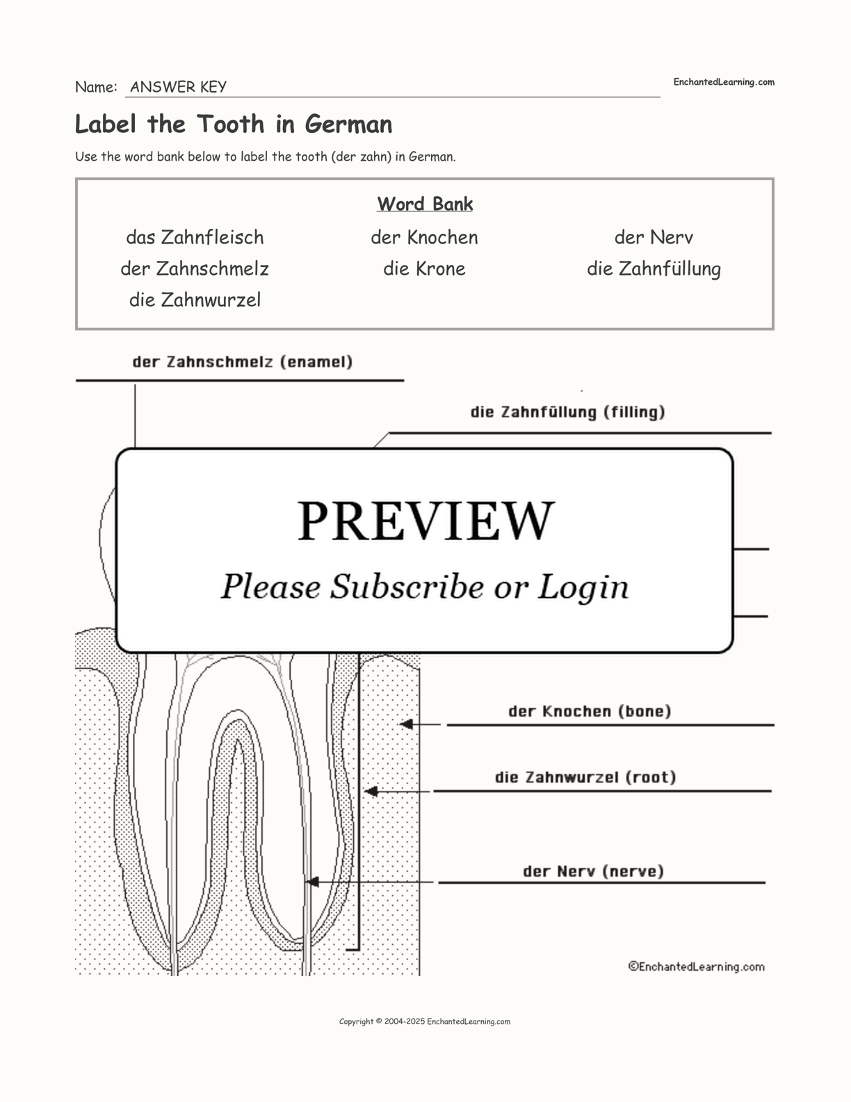 Label the Tooth in German interactive worksheet page 2