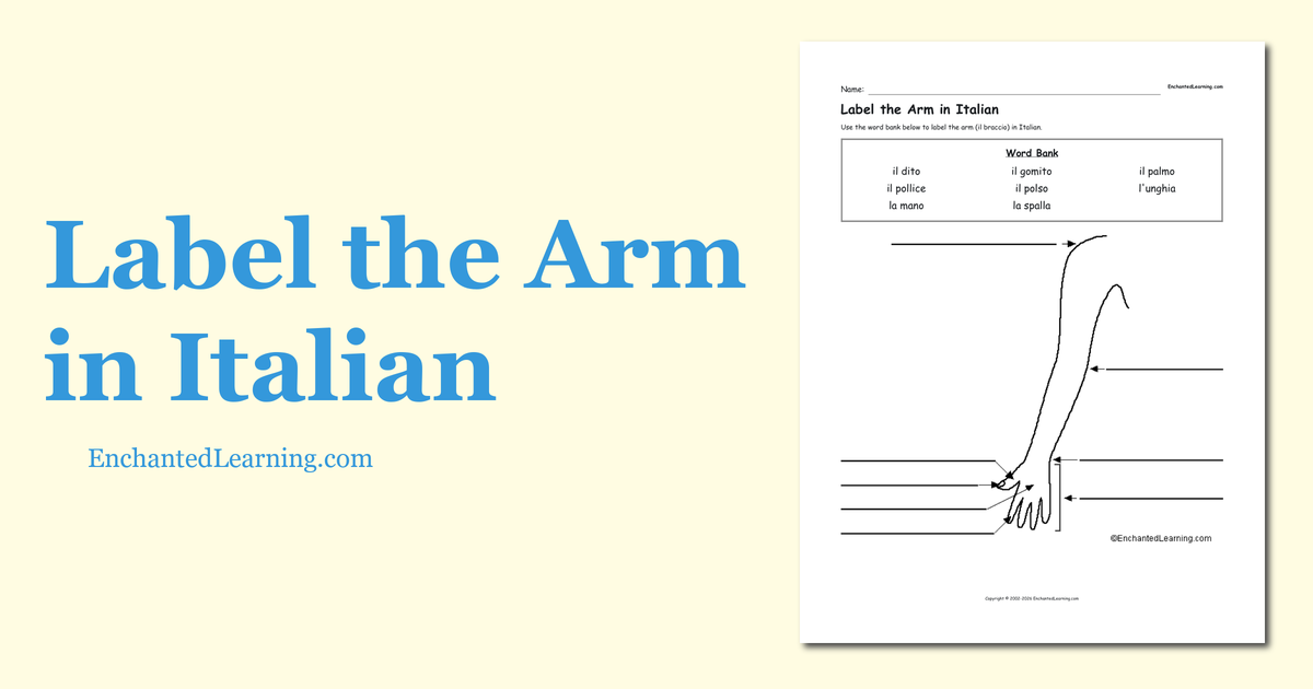 Label the Arm in Italian Enchanted Learning